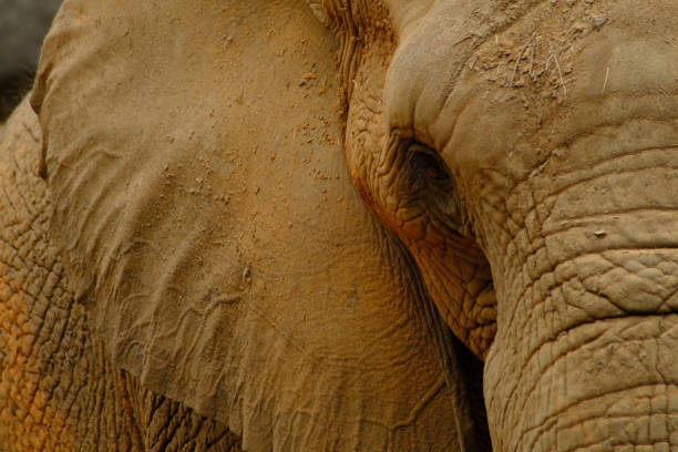690+ Elephant Life Span Stock Photos, Pictures & Royalty-Free Images