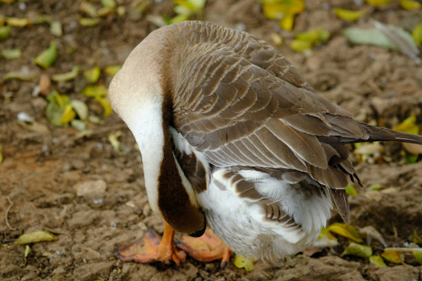 istock duck is cleaning body 1140956620