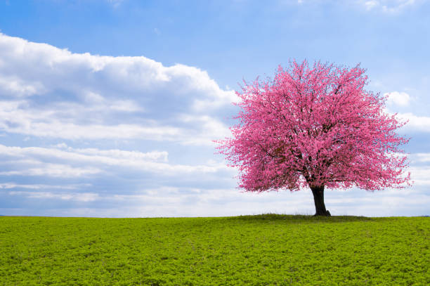 albero di sakura all'orizzonte - spring magnolia flower sky foto e immagini stock