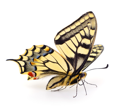 Old World Swallowtail (Papilio machaon) butterfly on a white background.