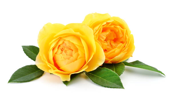 Beautiful yellow roses. stock photo