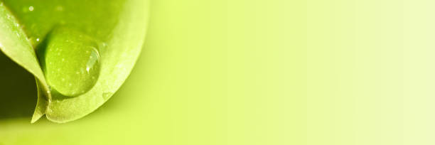 Close up of a raindrop on a leaf, green panoramic nature and environment background