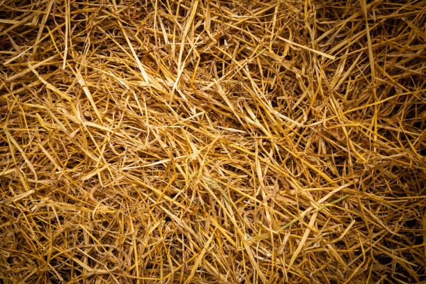 istock Seamless texture of dry golden hay. 1140961116