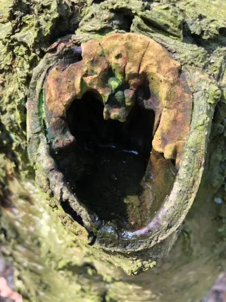 little pool of water in a rotten treetrunk