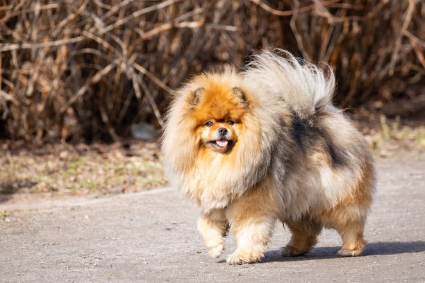 istock dog pet chow chow 1140964798