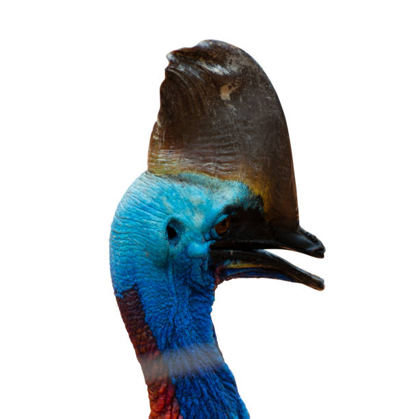 istock closeup of a head cassowary bird isolated on white background - clipping paths. 1140965706