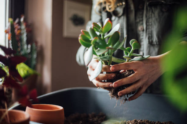 istock Young woman planting flower 1140966718