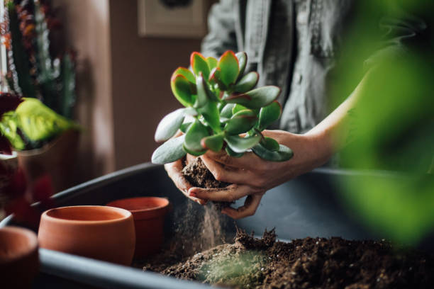 istock Young woman planting flower 1140966720