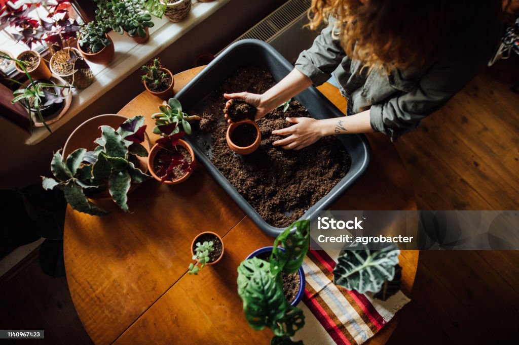 Close up shot of hands working with soil Adult Stock Photo
