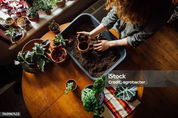 Close Up Shot Of Hands Working With Soil Stock Photo - Download Image Now - Adult, Agriculture, Beauty In Nature