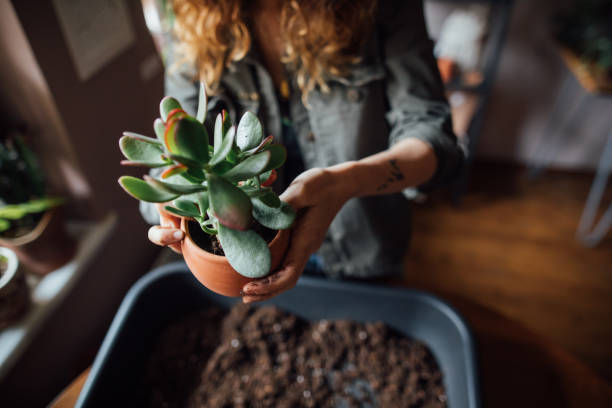 istock Young woman planting flower 1140967715
