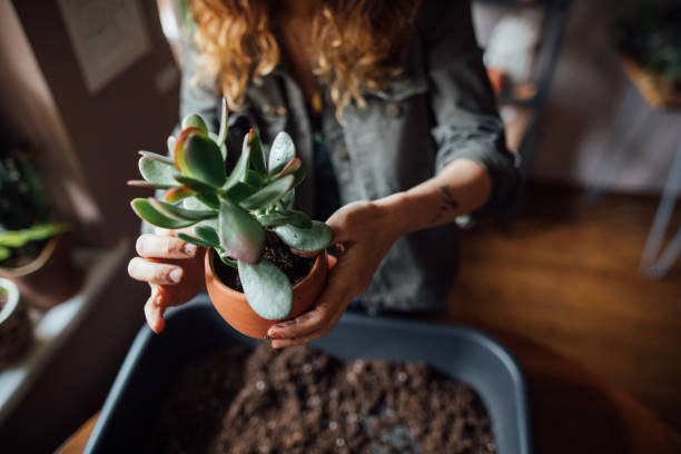 istock Young woman planting flower 1140967768
