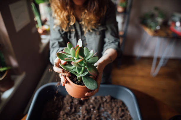 istock Young woman planting flower 1140967786