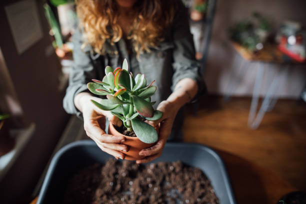istock Young woman planting flower 1140967821
