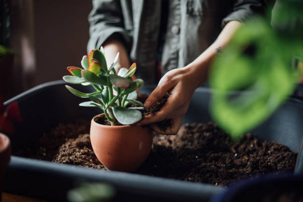 istock Young woman planting flower 1140967851