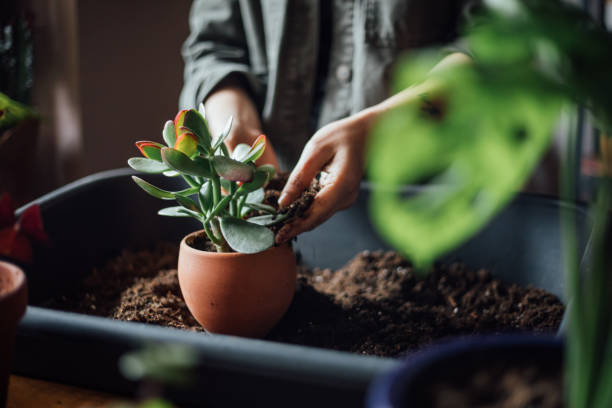 istock Young woman planting flower 1140967877