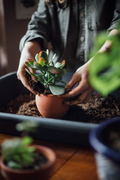 istock Young woman planting flower 1140967880