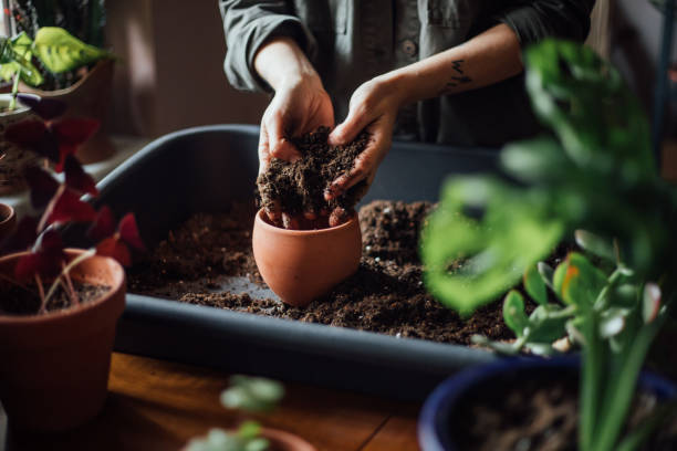 cerrar un tiro de manos trabajando con el suelo - plantar en maceta fotografías e imágenes de stock