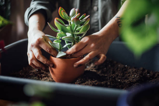 istock Young woman planting flower 1140968043