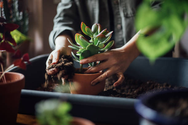 istock Young woman planting flower 1140968115