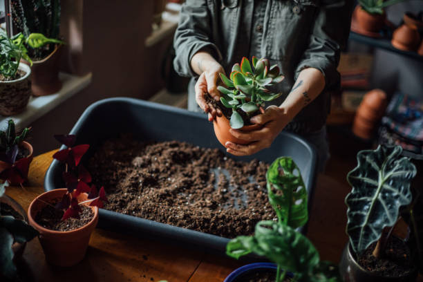 istock Young woman planting flower 1140969323