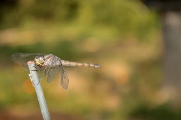 istock Dragonfly, Wings, Insect, Nature 1140969364