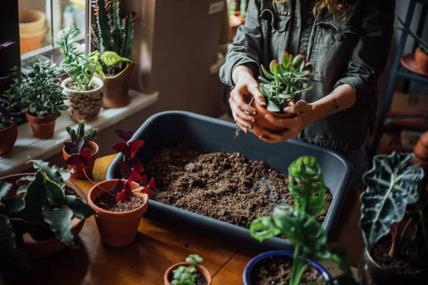 istock Young woman planting flower 1140969453