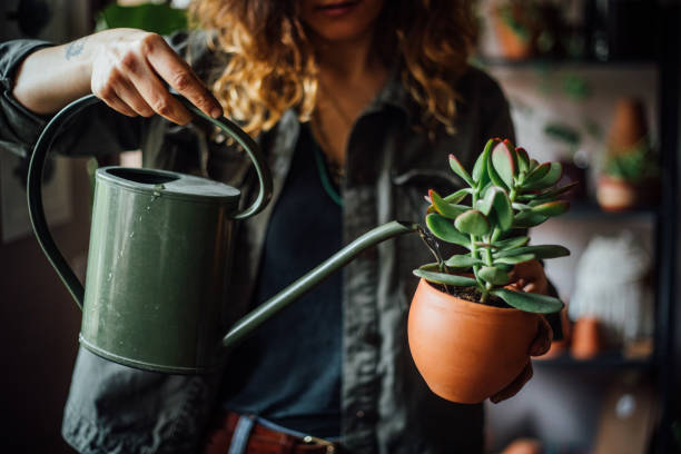 woman watering flowers - watering can imagens e fotografias de stock