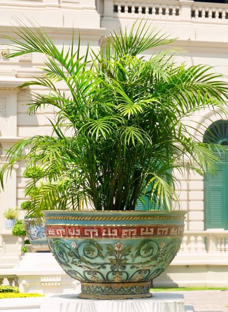 lady palm tree en el gran palacio, tailandia - raphis fotografías e imágenes de stock