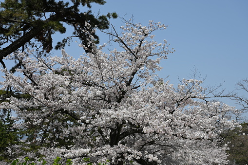arasiyama park in spring