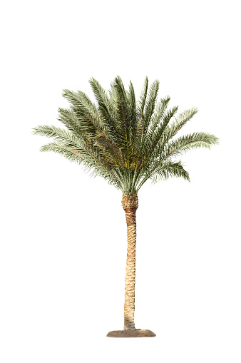 Photo of natural Date Palm tree isolated on white background