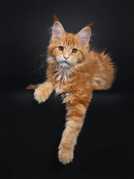 istock Cute red Maine Coon cat kitten on black 1140975041