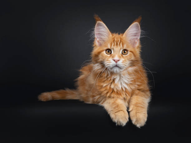 istock Cute red Maine Coon cat kitten on black 1140975096