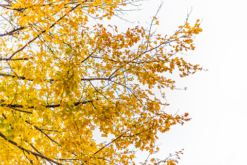 Virginia yellow autumn looking up view in Fairfax County colorful foliage in northern VA with maple tree leaves isolated against white sky