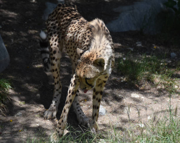 istock Cheetah on the Prowl 1140976438