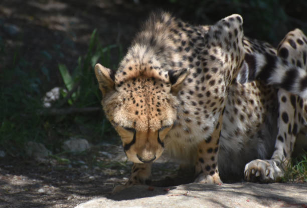 istock Cheetah on the Prowl 1140976534