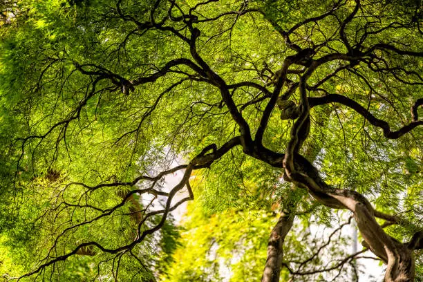 Under large Weeping Viridis Laceleaf Japanese Maple Tree with green yellow summer autumn foliage and winding curved trunk