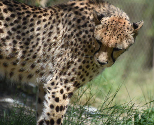 istock Cheetah on the Prowl 1140976911