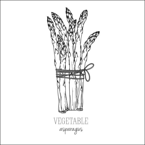アスパラガスは白い背景に隔離されています。スケッチ スタイルでのベクトルイラストレーション。 - asparagus vegetable white background freshness点のイラスト素材／クリップアート素材／マンガ素材／アイコン素材
