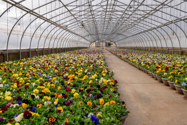 istock Pansy flowers greenhouse 1140977910