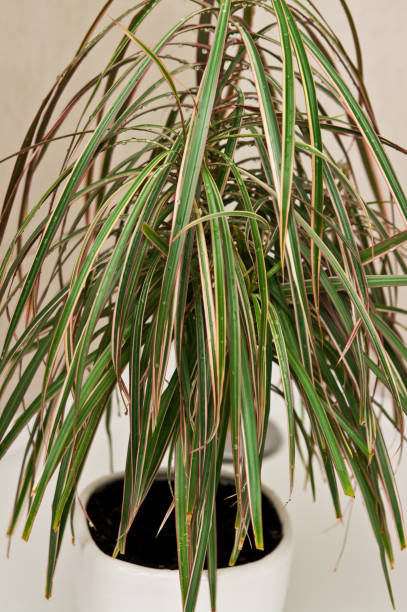 istock Pot plant in the shower for watering 1140978175