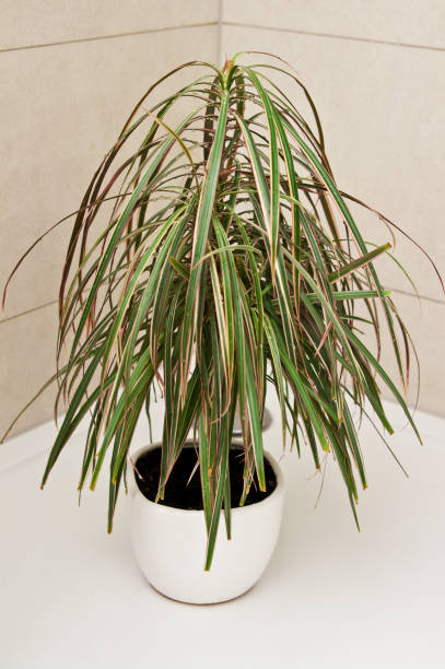 istock Pot plant in the shower for watering 1140978274