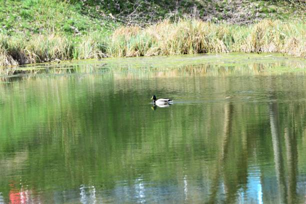 istock A Drake swimming on the right horizontally 1140978895