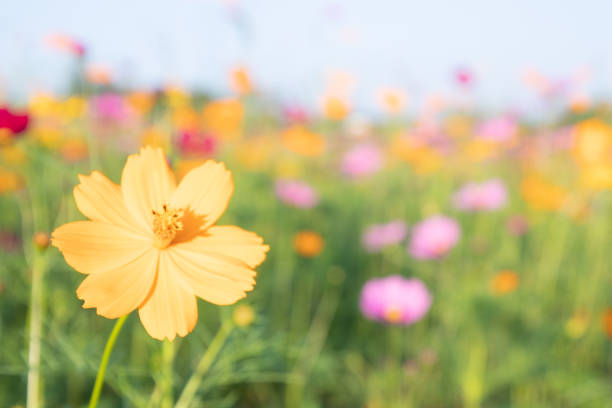 pink and yellow cosmos flower field background.beautiful cosmos flower natural garden in countryside.flower field in summer concept. - 2547 imagens e fotografias de stock