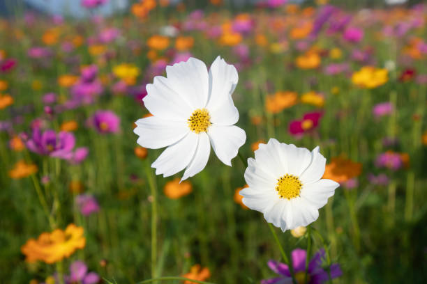 흰색, 분홍색과 노란색 코스모스 꽃 필드 배경입니다. 시골에 있는 아름 다운 코스모스 꽃 자연 정원. 여름 컨셉에 꽃 필드입니다. - 2548 뉴스 사진 이미지