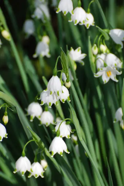 Very pretty white snow drop lilies blooming in nature.