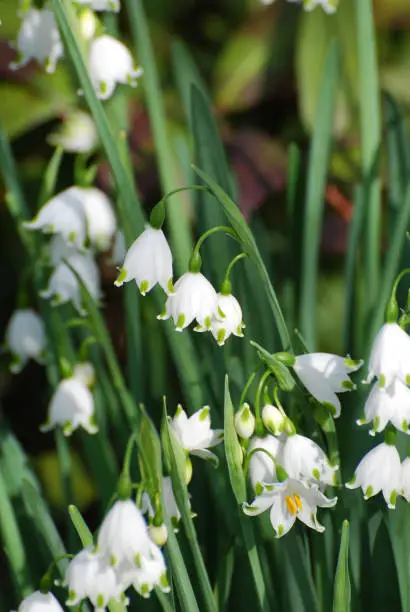 Gorgeous blooming snow drop lily flowers in the wild.