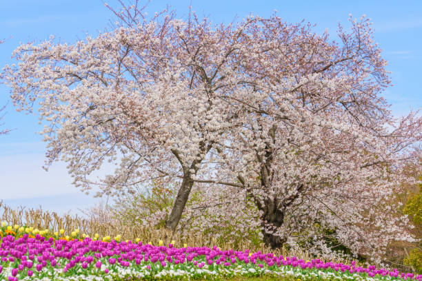 istock Cherry blossoms and tulip flower 1140979313