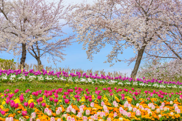istock Cherry blossoms and tulip flower 1140979321