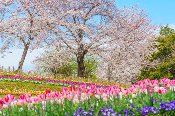 istock Cherry blossoms and tulip flower 1140979359